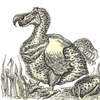 dodo-more-SLDD-